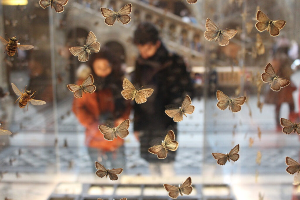 wystawa motyli