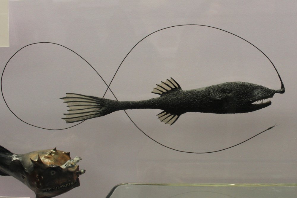 ryba głębinowa